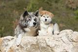 AKITA INU 001